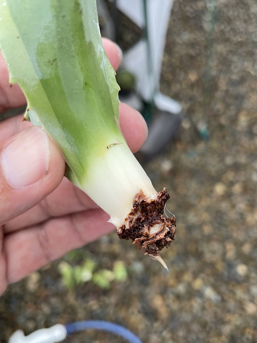 FKGS_2017's tweet image. 根っこガッツリ食われて瀕死だったオルカもここまで復活！
サイズ、葉の大きさも半分以下になりましたが良かったです。

#オバティフォリア
#オバティフォリアオルカ