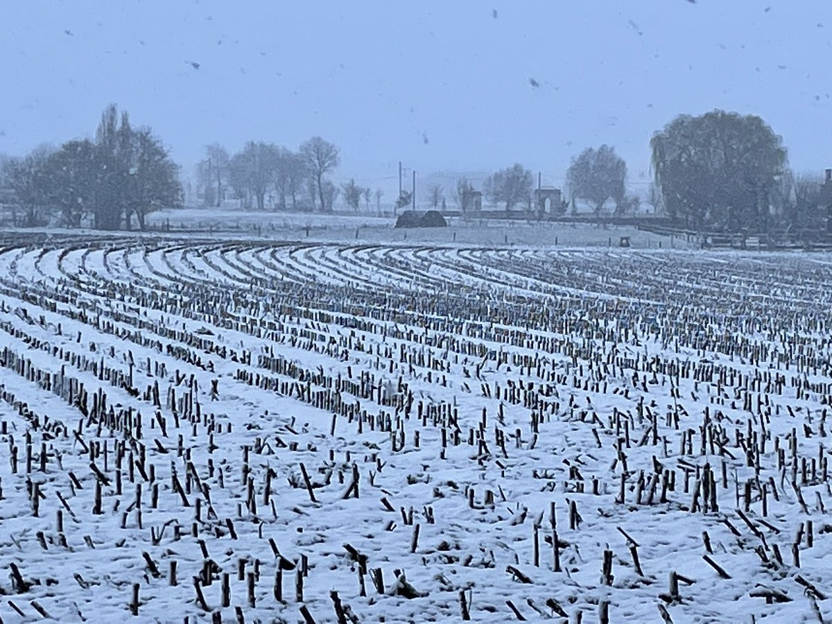 Drew_Mac's tweet image. Snow in #FlandersFields today. #Ypres