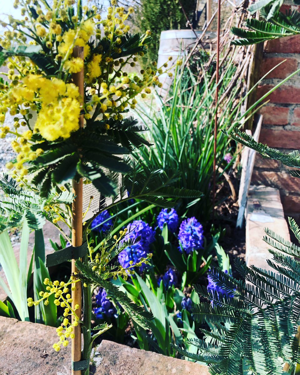 International Women’s day 

The world needs more strong women. These are women who lift other women up, who stand together side by side and live bravely.

Love to all sisters, daughters, mothers, grandmothers &amp; great grandmothers.
#women #internationalwomensday #festadelladonna