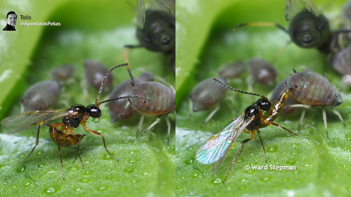ApostolosPekas's tweet image. Aphidius spp the most widely used parasitoids against aphids
A. colemani against Myzus persicae, Aphis gossypii, Aphis fabae
A. ervi against larger aphids Macrosiphum euphorbiae, Aulacorthum solani &amp;amp; also Myzus &amp;amp; Aphis 
A. matricariae particularly efficient against red M pesricae
