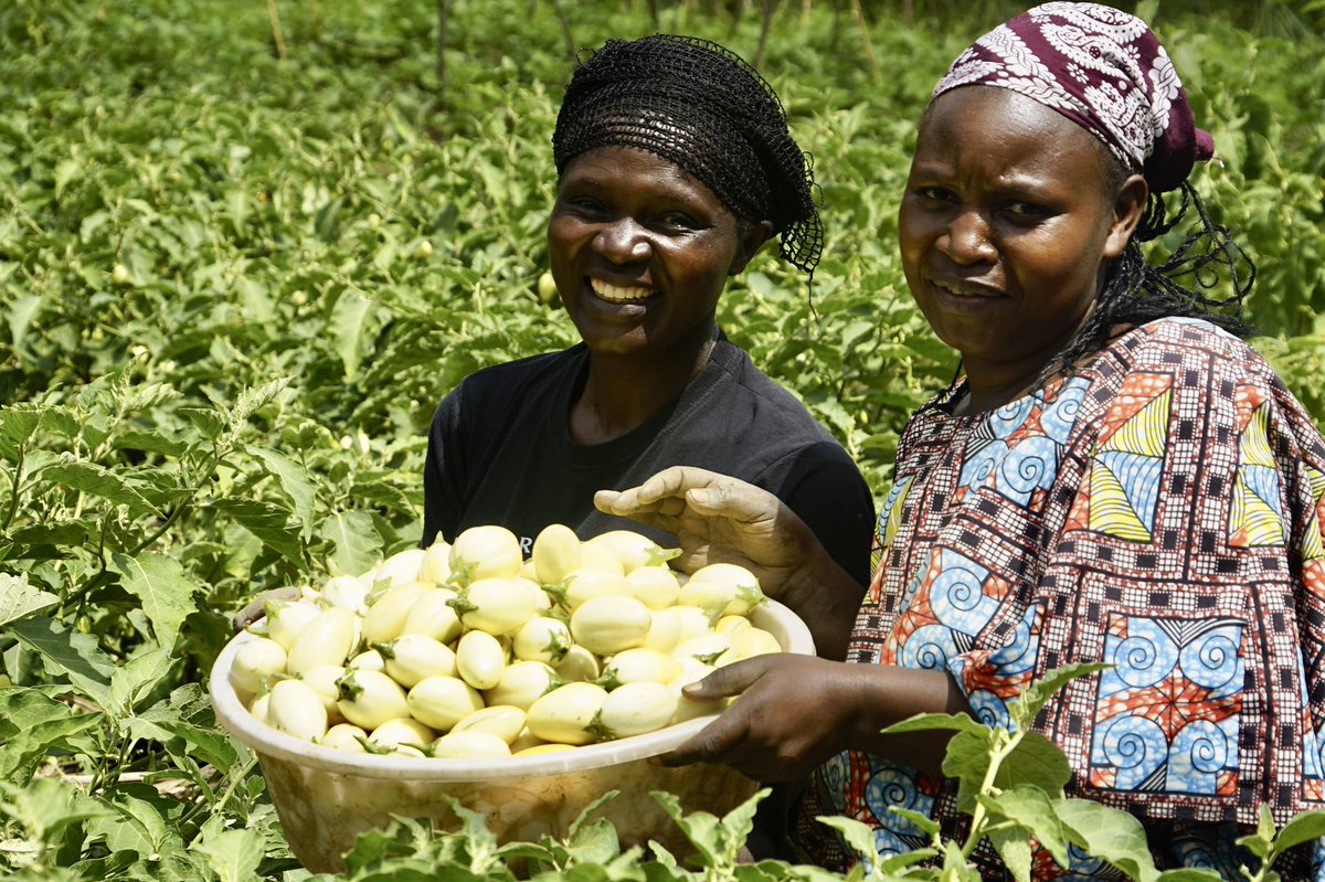 Today is #IWD2023 and through #farmerfieldschool we celebrate the incredible women whom we’re honored to work with and their invaluable contribution in the adoption of Regenerative agriculture practices on horticultural crops as well as building #Resilientclimate