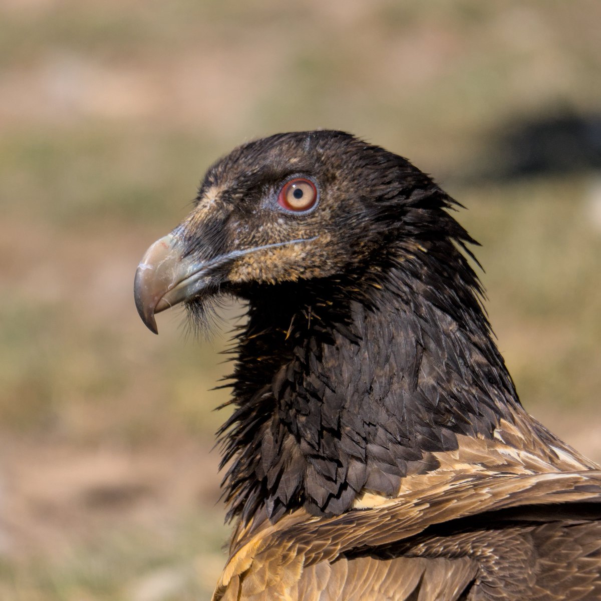 Trencalòs | Quebrantahuesos
#Gypaetus_barbatus #Trencalòs #Quebrantahuesos #BeardedVulture
#Nikon #amateurphotography #birding #birdingphotography
#natura #nature #naturaleza #Birds #Ocells #Aves #tamron #birdingcatalunya