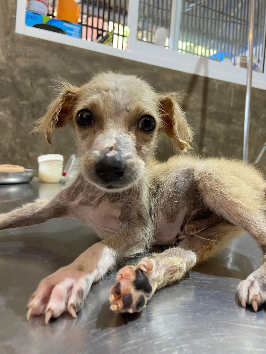 Animal SOS Sri Lanka tweet media