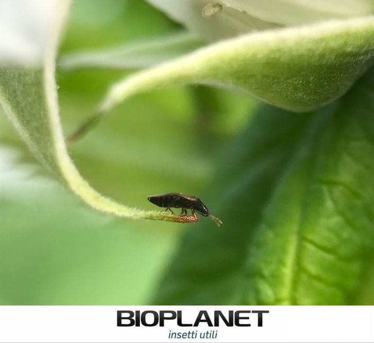 bioplanetES's tweet photo. La #Frambuesa se encuentra en plena producción 👩🏻🌾, pero el #thrips está al acecho 👀. Las sueltas de #Orius (#LEVIPAK) nos permiten controlar esta grave plaga, evitando sus daños en la planta y sobretodo en su apreciada fruta . #Bioplanet #Controlbiológico 🐞🐝 https://t.co/MK4CNgDsxB