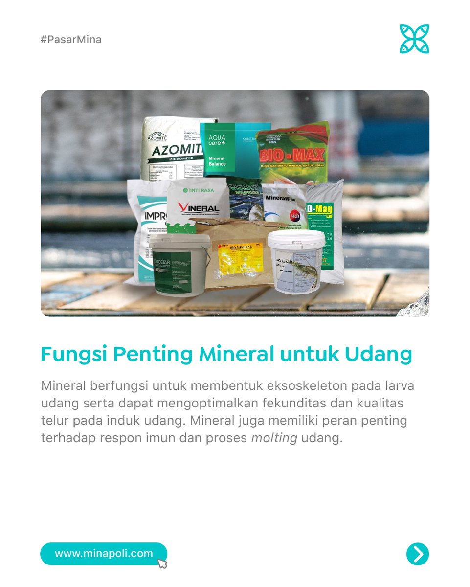 minapoli_id's tweet photo. Mineral menjadi unsur penting yang dapat mendukung pertumbuhan udang dengan optimal. Yuk, ketahui jenis mineral yang dibutuhkan udang Anda!
#merdekaberbudidaya #empoweringaquaculture #akuakultur #tambakudang #budidayaudang #mineraludang #mineraltambak #shrimpfarm #shrimpmineral https://t.co/Fwa5DVtMZO