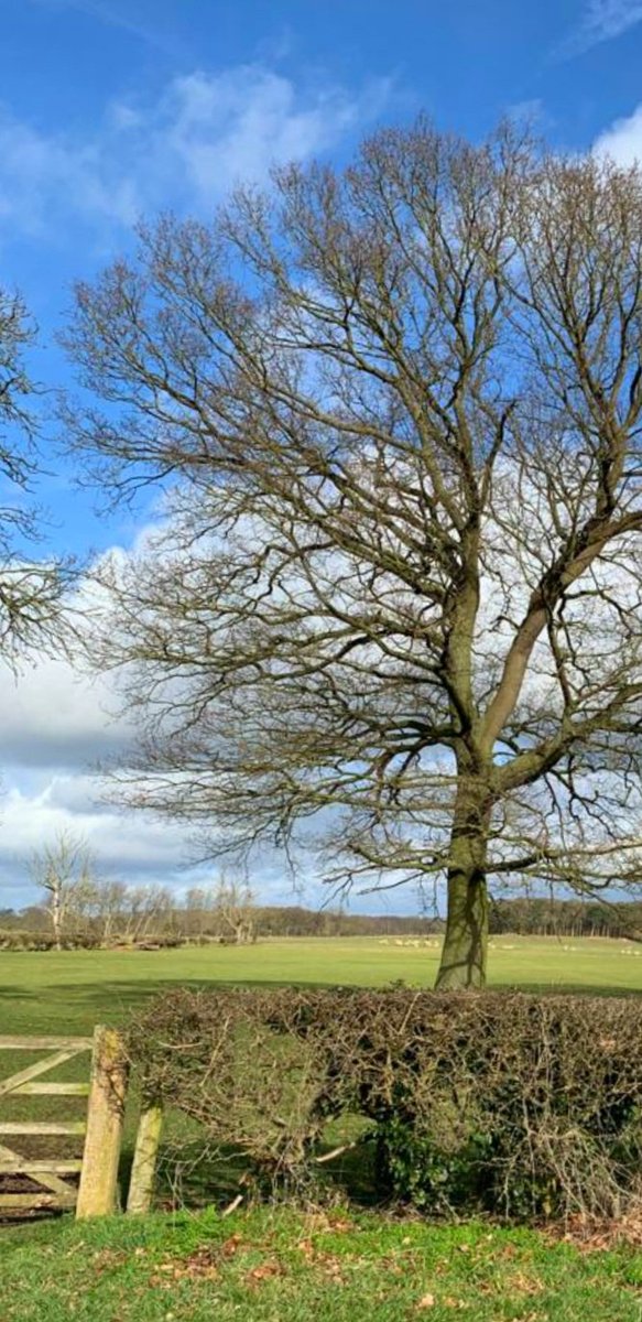 snapperchatta's tweet photo. Hello from North Yorkshire. Beauty. (May need a click.) #CountryView #Walking #Yorkshire https://t.co/1DwGQIc5kA