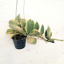 ぼたにかるぼっと tweet media