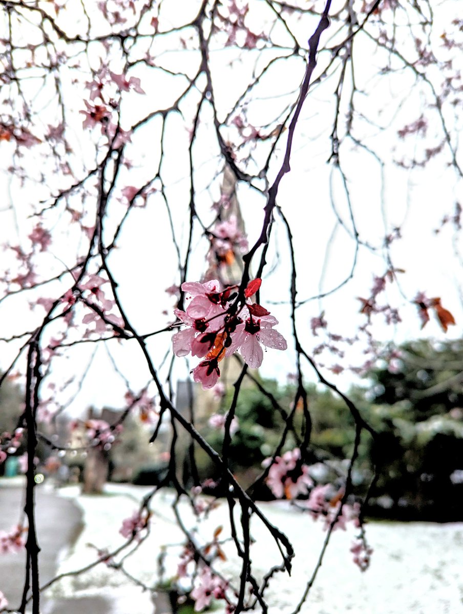 What @clissoldpark lacks in mountains, it makes up for in blossom ❄️🤍🌸 #londonsnow