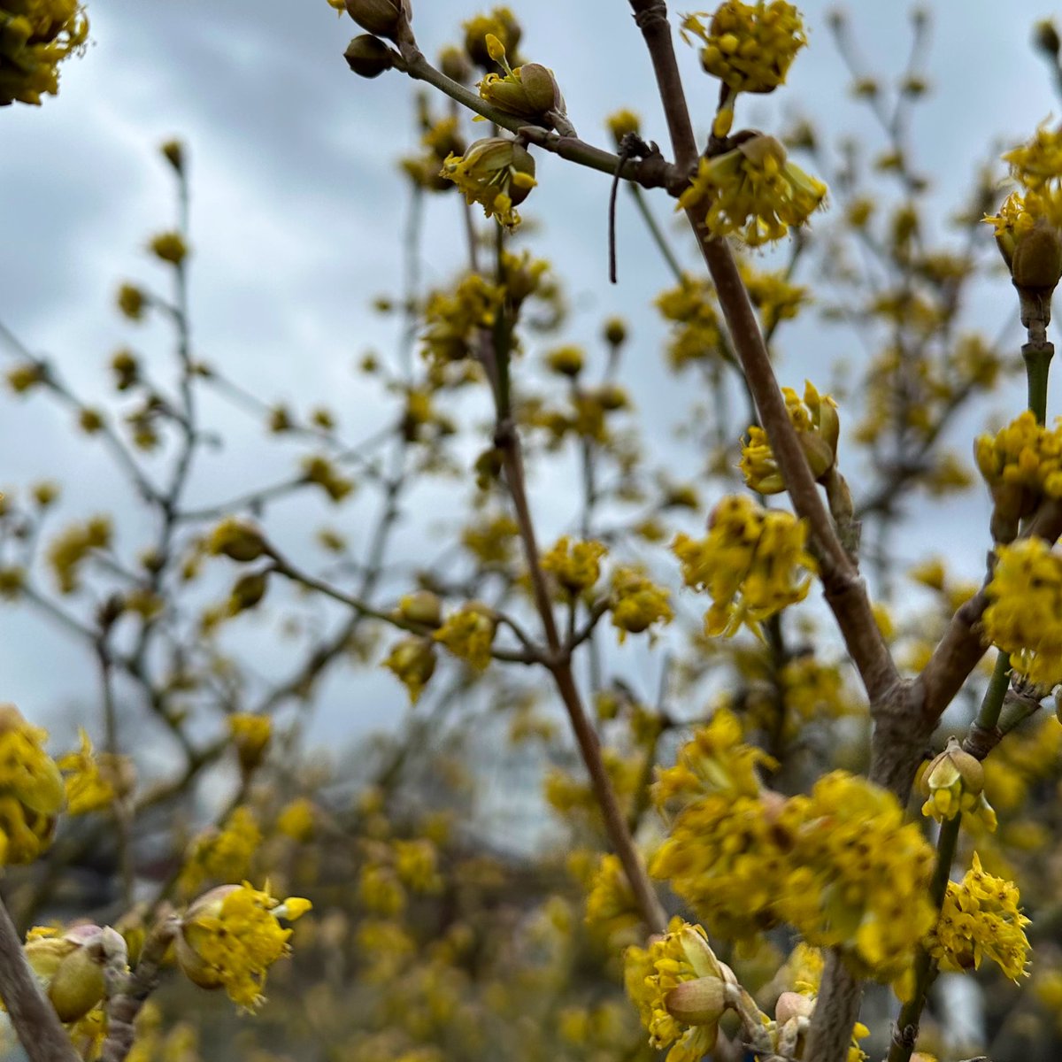 Garten_Berlin's tweet photo. Forsythien produzieren weder Pollen noch Nektar.  Eine Alternative ist die bienenfreundliche #Kornelkirsche. 
📸 #Kleingarten https://t.co/mfVsW6JyhW