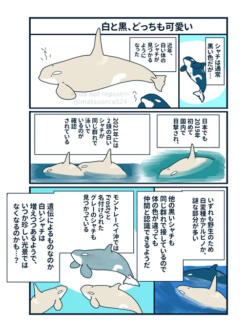 大きいシャチの小さい話⑨
白いシャチも可愛いねの話 