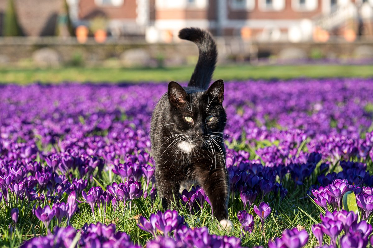 HamHouseNT's tweet photo. The snow might be falling this week but, between flurries, our fab crocus carpets are bringing us (&amp; resident cat Lord Roscoe) so much joy 🤩
Why not warm chilly hands with a cuppa in our café while you visit? 🫖
#gardens #VisitRichmond #ham #spring #wellbeing

📷NTI/Chris Davies https://t.co/GsRey8AKdF