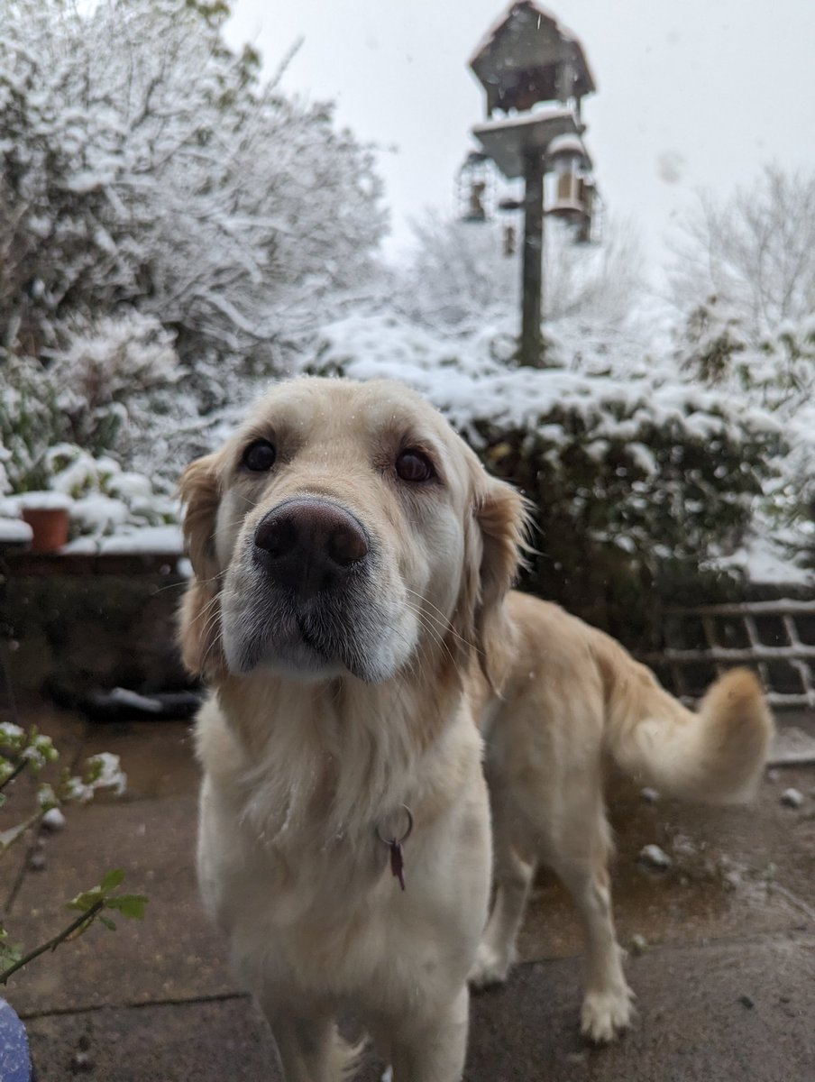 I know it's snowing dad but can I come back inside now? #goldenretriever