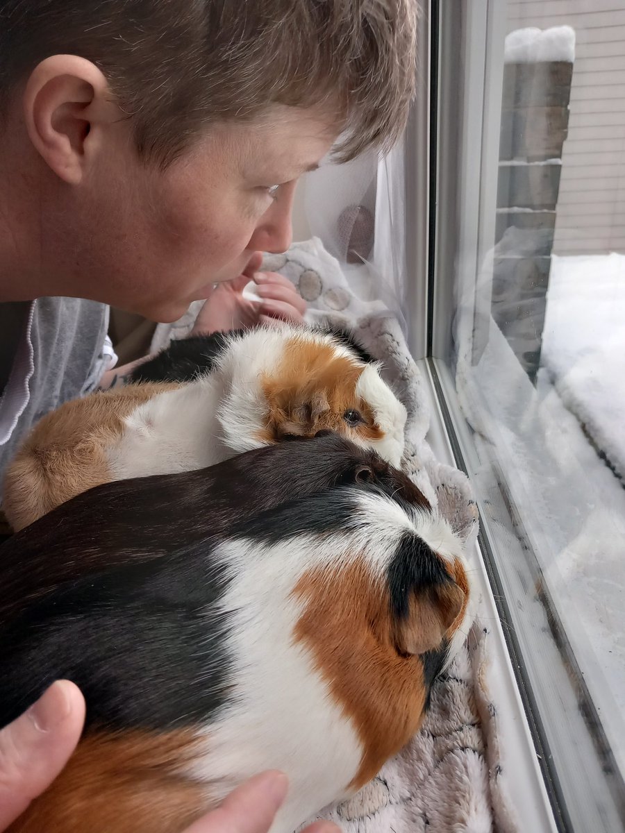 judefire33's tweet photo. H showing the #guineakids the #snow first time for #Jjno #Jessie! #Barbara was obsessed sat there for ages watching! A true #snowpig 🤣 but lucky things to be indoors in the warm! #preciouspets #lovethem #indoor #freerange #guineapigs ❤️🥰❤️🥰 https://t.co/lyTO4DX6Es