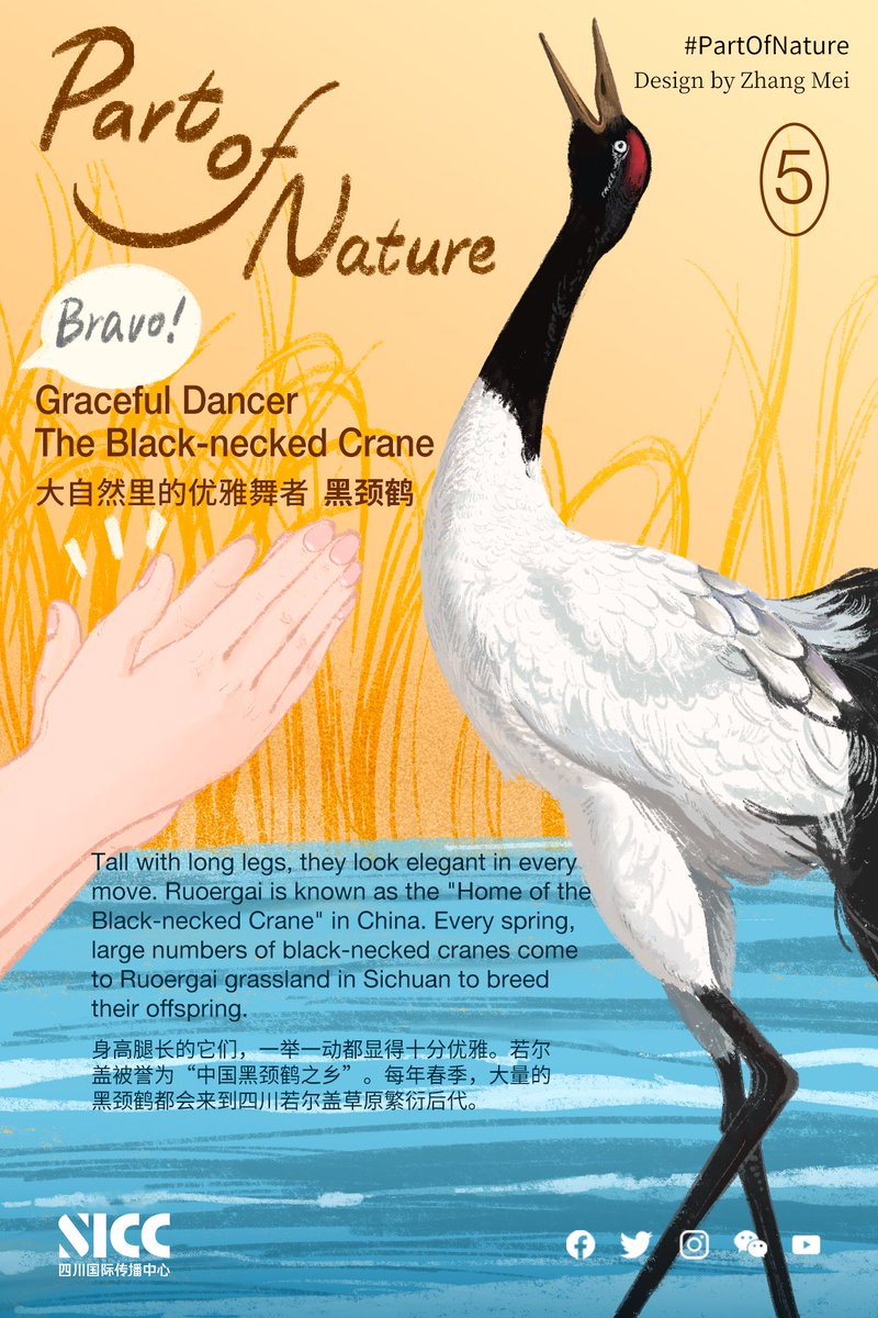 SichuanDaily's tweet photo. The black-necked cranes are graceful in every move, like dancers. Ruoergai is known as the "Home of the Black-necked Crane" in China. Every spring, large numbers of black-necked cranes come to Ruoergai #grassland in #Sichuan to breed their offspring.
#PartOfNature #WWD2023 https://t.co/oZ2TfK6CVO