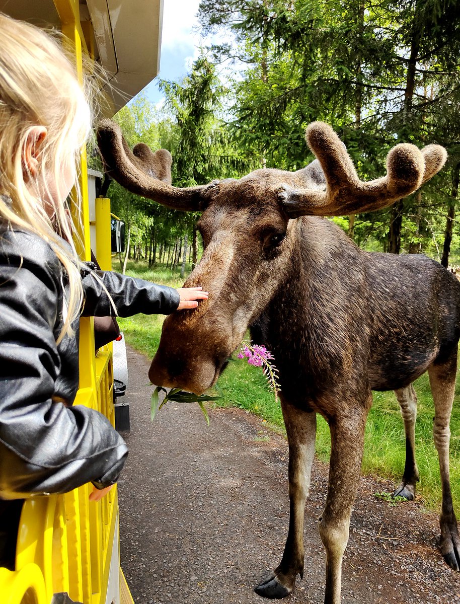 reishonger's tweet photo. In deze #reisblog lees je alles over de leukste activiteiten en bezienswaardigheden tijdens een vakantie in de zuidelijke regio's Småland en Blekinge: https://t.co/0bjKZUvdfz #zweden #smaland #reishonger #Sweden #vakantie https://t.co/7lP2Tfc9Wq
