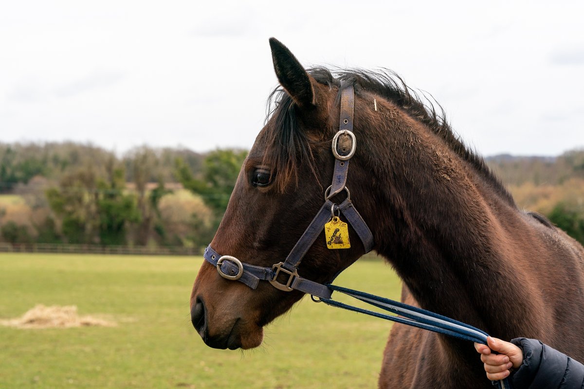 ⭐️ All smiles for this colt by @JuddmonteFarms' KINGMAN out of SHIROCCO STAR showing off his good looks @meonvalleystud.

🐎 He is a half-brother to @godolphin's AL SUHAIL, and TELECASTER, who is now standing at @HarasDuMesnil.
#FeedtheDifference #FedonSaracen #StarsoftheFuture