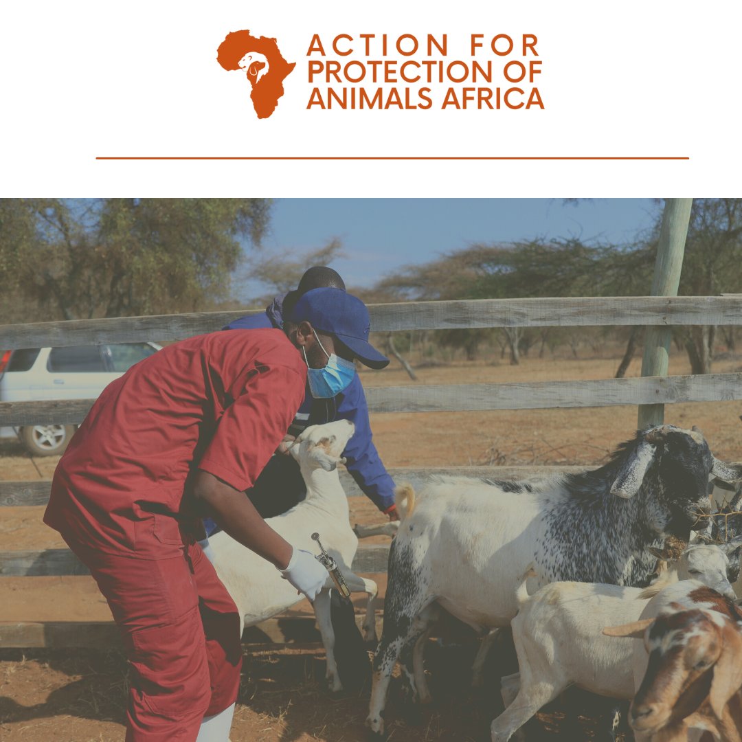 action_apaa's tweet photo. Protecting animals during disasters not only safeguards their welfare but also safeguards community livelihoods.
Animals are integral to people's livelihoods. By ensuring their safety and well-being, we can help protect community livelihoods.
#AnimalWelfare #AnimalsInDisasters https://t.co/r11aBkOfg4