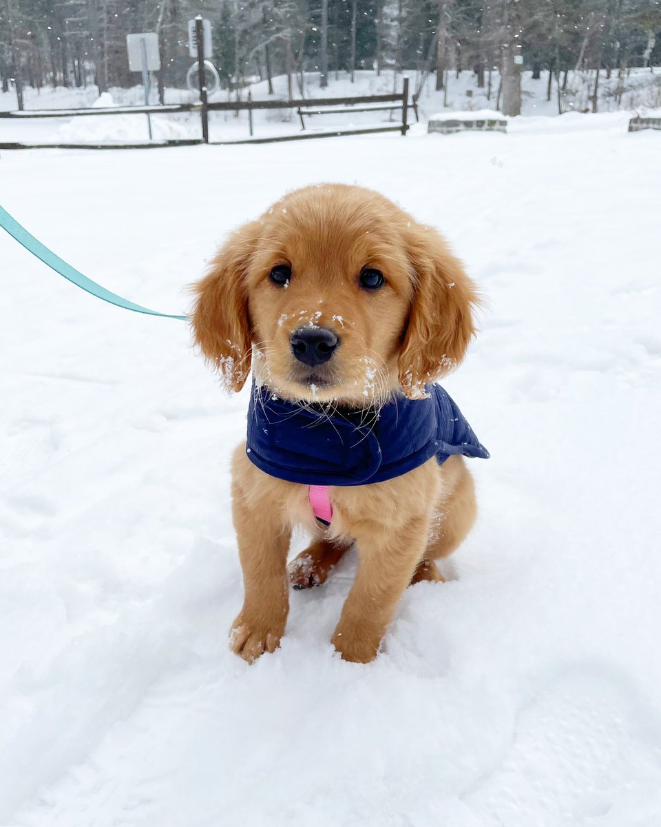 pupstateny's tweet photo. Meet Sylvie, the 10-week-old Golden Retriever in Lake Luzerne • “She was the runt of her litter and stole our hearts the first time we met her. She is a goddess of mischief!” https://t.co/c2uTafnuhv