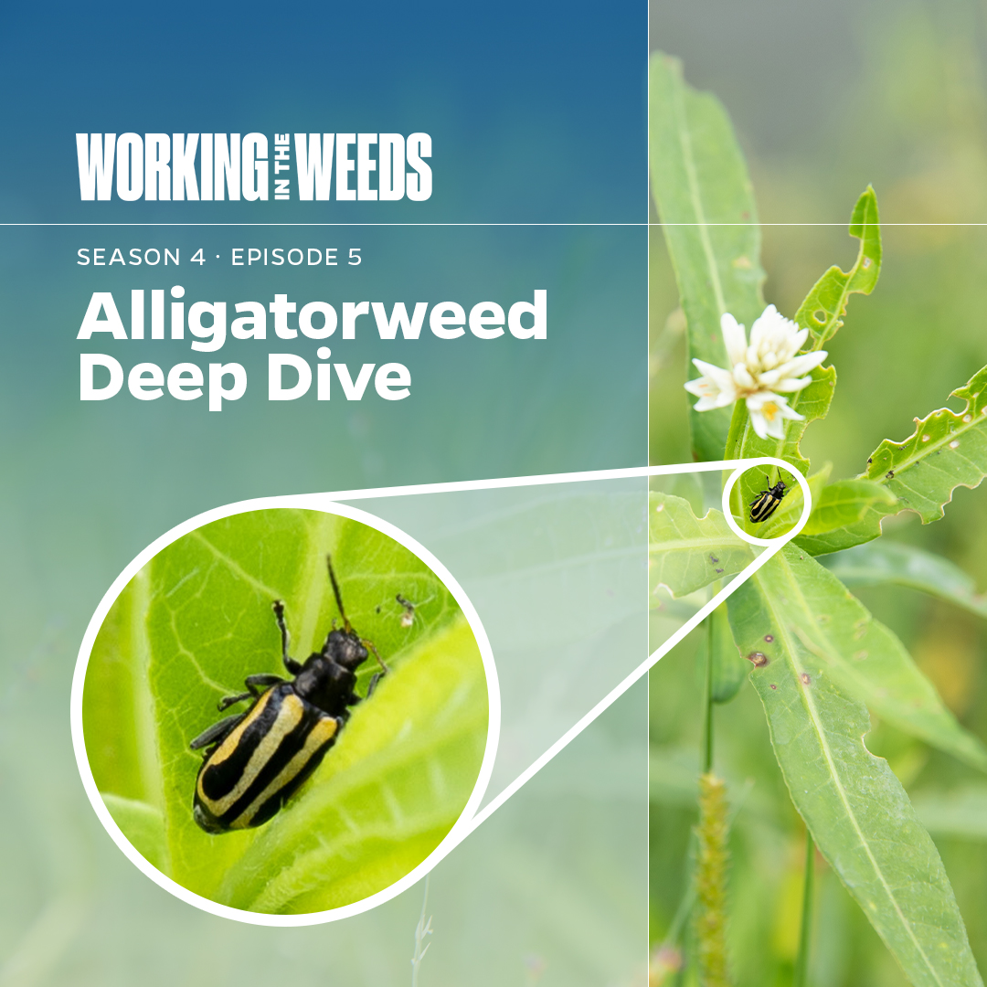 🚨NEW EPISODE ALERT🚨This week, we are taking a deep dive into alligatorweed and one of its biological controls, the alligatorweed flea beetle!

Listen to the Working In The Weeds podcast on all major platforms or on our podcast webpage! anchor.fm/ufifascaip