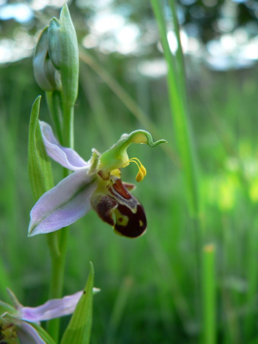 BSBI: Botanical Society of Britain & Ireland tweet media