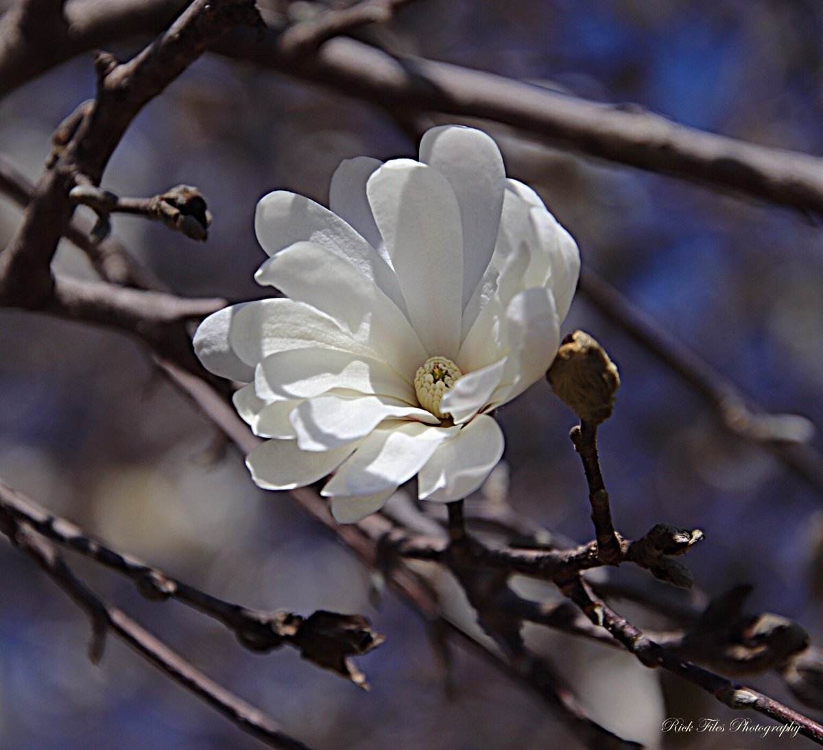 files44's tweet photo. Star Magnolia Is Blooming 🤍 #Flowers #Zone6b #Nature #Photography https://t.co/Ietdyxo6e2