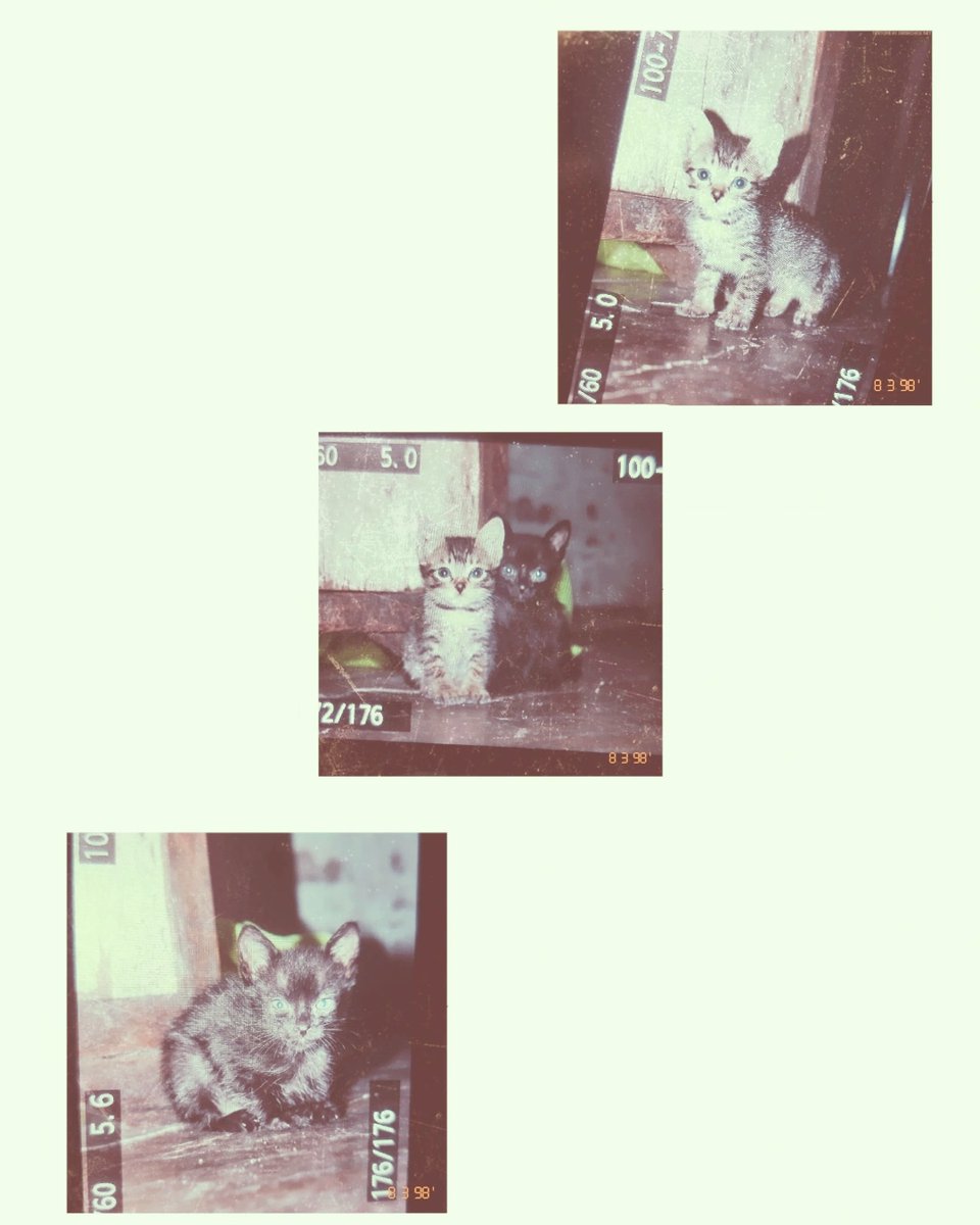 GlockleinNueva's tweet photo. 😻😻
#meow https://t.co/0xQxoLUhlQ