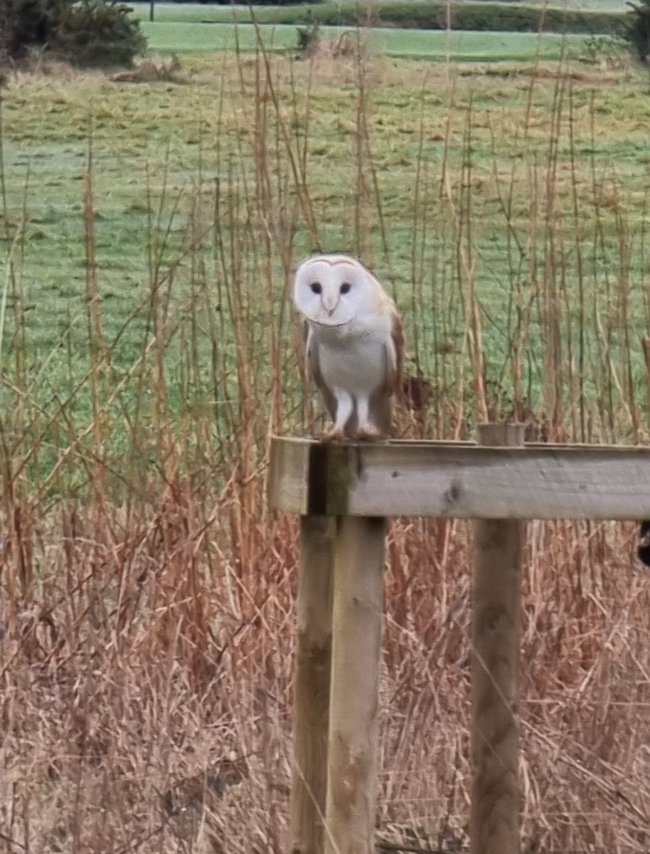 Team_Ganton's tweet image. Over the last few months we have noticed a lot more Owl activity across the golf course. Today Ben and Jason have added our first Owl box.
