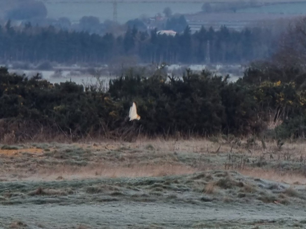 Team_Ganton's tweet image. Over the last few months we have noticed a lot more Owl activity across the golf course. Today Ben and Jason have added our first Owl box.