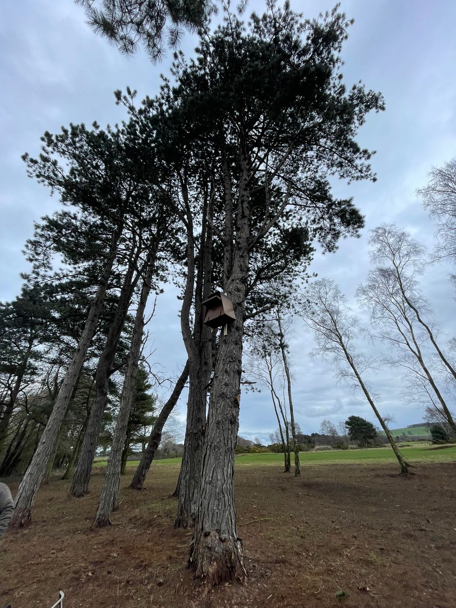 Team_Ganton's tweet image. Over the last few months we have noticed a lot more Owl activity across the golf course. Today Ben and Jason have added our first Owl box.
