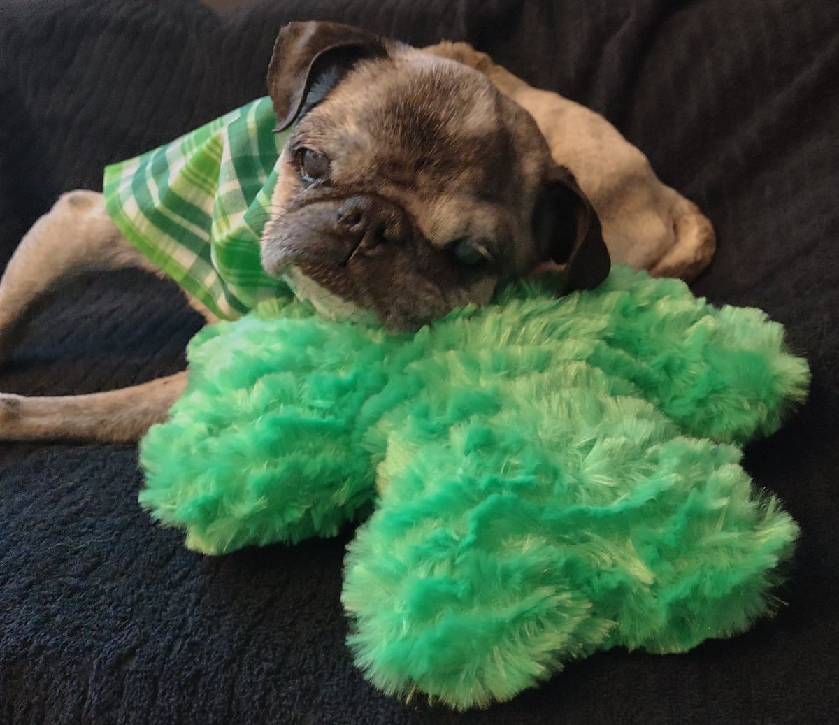 Most pups would play with this SHAMROCK☘️toy but I think it's better suited as a  PILLOW FOR MY LIL NOGGIN😂! Happy #HumpDay ❤️! #puglife #pugsoftwitter #pug #seniorpup #dogsoftwitter #dogsarelove #wednesdaythought #Wednesdayvibe #GetYourGreenOn