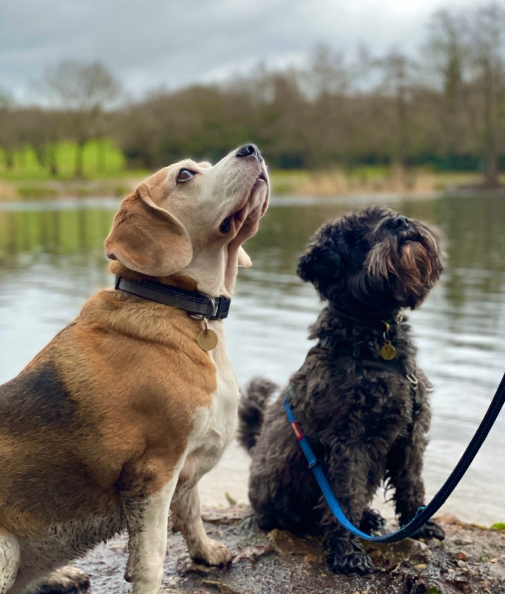 TheBarmyBeagle's tweet image. There can only be one reason for this level of focus... 🍗