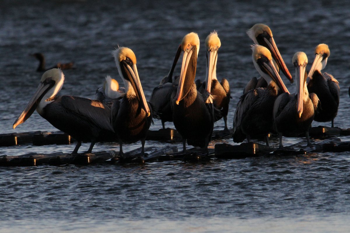 Pelicans perched at York River. <a href="/GloMtwsGJ/">Gazette-Journal</a> <a href="/gloucesterva/">Gloucester County, Virginia Government</a> <a href="/VLMuseum/">Virginia Living Museum</a> <a href="/BirdWatchDaily/">BirdWatchingMagazine</a>