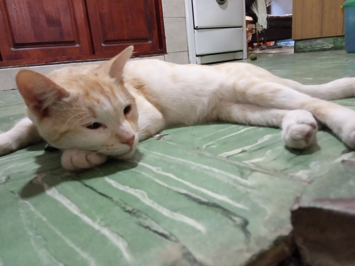 Se perdió mi gato Dino desde el sábado  4/3.  Es macho y está castrado, tiene 7 meses y una malformación en su colita (parece quebrada). Por zona HOSPITAL EVA PERON.
