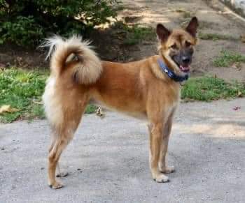 MissingPetsGB's tweet photo. 🐕Please look out for #missing #rescue STARWIN
He just arrived in UK & is likely very scared
STARWIN slipped his collar whilst on handover at Thurrock Service station #RM16 7 March 2023
Do not chase. call numbers below if you see him/have any information🙏
https://t.co/DEzsTmF4Vk https://t.co/nR4lla8NiI