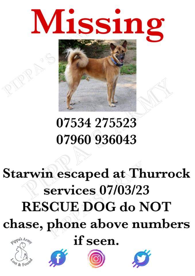 MissingPetsGB's tweet photo. 🐕Please look out for #missing #rescue STARWIN
He just arrived in UK & is likely very scared
STARWIN slipped his collar whilst on handover at Thurrock Service station #RM16 7 March 2023
Do not chase. call numbers below if you see him/have any information🙏
https://t.co/DEzsTmF4Vk https://t.co/nR4lla8NiI
