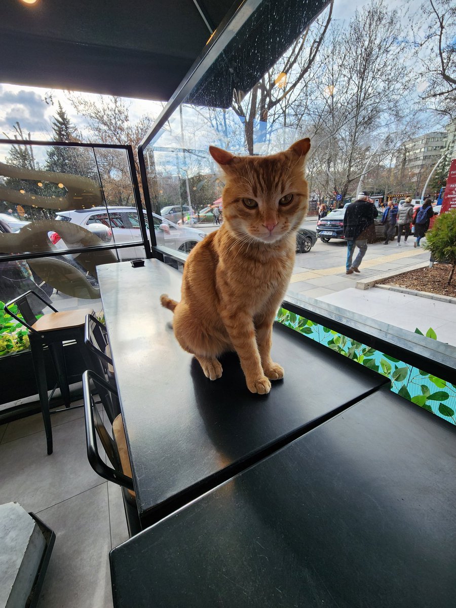 IsilAcehan's tweet photo. Tam bunu yazdım, bir cafeye oturdum. Havadan bir kedi geldi ve hop diye karşıma oturdu! Sanırım büyük oyunu çözdüm...  😎😁 https://t.co/t6dciGR8G9