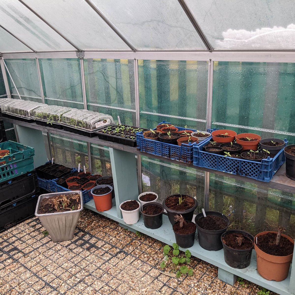 Hope Garden (@htthopegarden) on Twitter photo Really impressed with the new greenhouse heater, has protected our seedlings from frost damage.
Should be ready to go to be transferred to our raised beds in April. <a href="/elft_ppl/">ELFT-Participation</a> <a href="/CompassWB/">Compass Wellbeing</a> <a href="/NHS_ELFT/">East London NHS Foundation Trust (ELFT)</a> <a href="/DianeBa64157920/">Diane Ball</a> <a href="/Bailey_NHS/">Bailey Mitchell ๐</a> <a href="/MohitVenkataram/">Dr Mohit Venkataram</a> @ELFT_Council <a href="/ELFT_Therapies/">ELFT_Therapies</a> Really impressed with the new greenhouse heater, has protected our seedlings from frost damage.
Should be ready to go to be transferred to our raised beds in April. <a href="/elft_ppl/">ELFT-Participation</a> <a href="/CompassWB/">Compass Wellbeing</a> <a href="/NHS_ELFT/">East London NHS Foundation Trust (ELFT)</a> <a href="/DianeBa64157920/">Diane Ball</a> <a href="/Bailey_NHS/">Bailey Mitchell ๐</a> <a href="/MohitVenkataram/">Dr Mohit Venkataram</a> @ELFT_Council <a href="/ELFT_Therapies/">ELFT_Therapies</a>