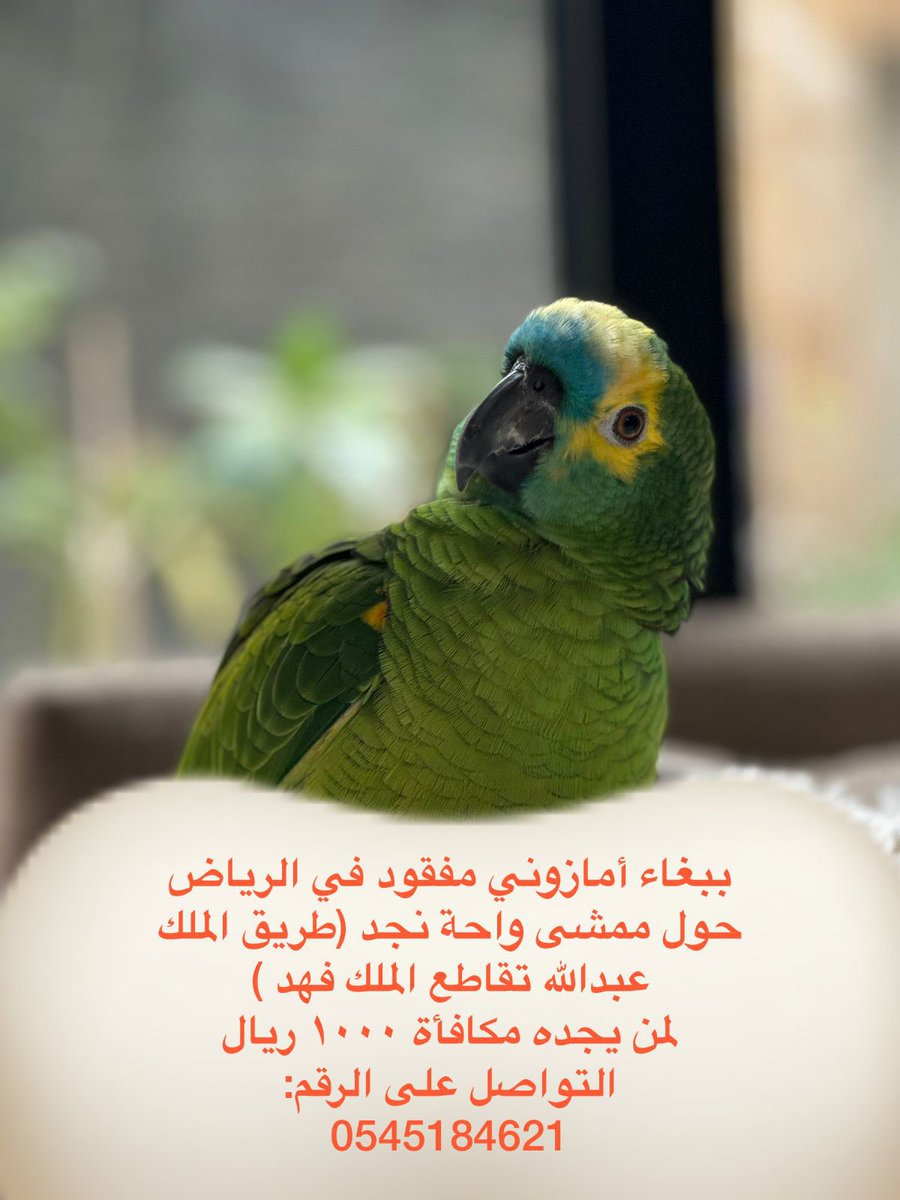 AlanoudAhmad's tweet photo. @hdi498 @Dr_Hayfaa انا نفس شعورك فقدت ببغائي امس وكل اغراضه حولي بالبيت 💔 الله يرده رداً جميلاً https://t.co/ibm41k5lk1
