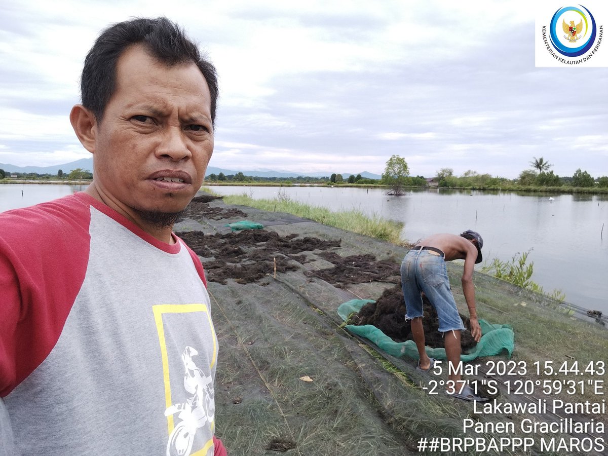 abidnhr's tweet photo. Naharuddin,S.Pi,Luhkan Lutim, pokdakan Pammasepuang Desa Lakawali kec.malili,minggu (5/3),Panen rumput laut Gracillaria, 1780 kg Harga 7.500/kg
#GiatLuhkanSatminkalMaros
#luhlapor
#Panen 
#bpsdm https://t.co/FvUsndU73w