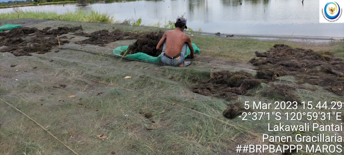 abidnhr's tweet photo. Naharuddin,S.Pi,Luhkan Lutim, pokdakan Pammasepuang Desa Lakawali kec.malili,minggu (5/3),Panen rumput laut Gracillaria, 1780 kg Harga 7.500/kg
#GiatLuhkanSatminkalMaros
#luhlapor
#Panen 
#bpsdm https://t.co/FvUsndU73w