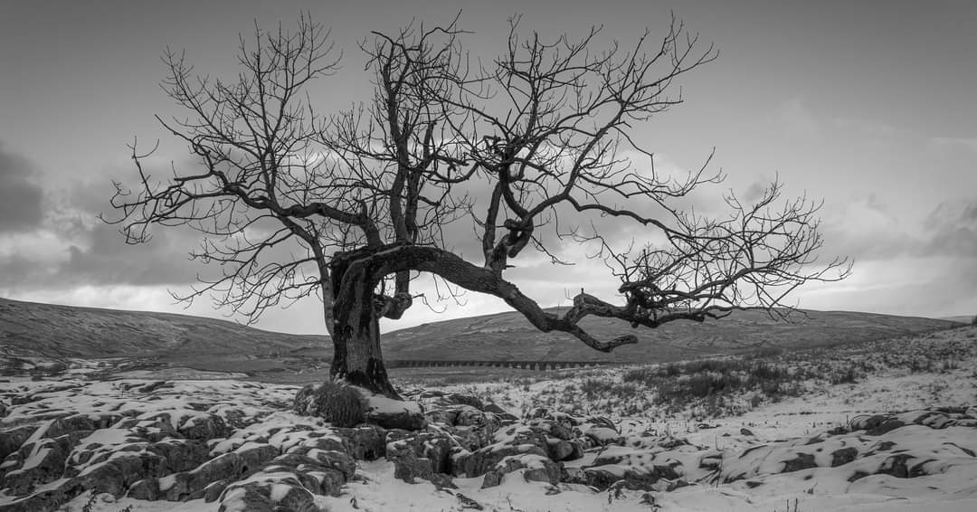 Chrisp_2019's tweet photo. Looking forward to the snow returning and heading back upto #Ribblesdale. Heres some images from last winter from around #Ribblehead viaduct and #Charlies tree. It was a baltic day but the photography was epic.

@CanonUKandIE @Benro_UK @northernassist @networkrail #Travelbytrain https://t.co/GN6xXV6FnG