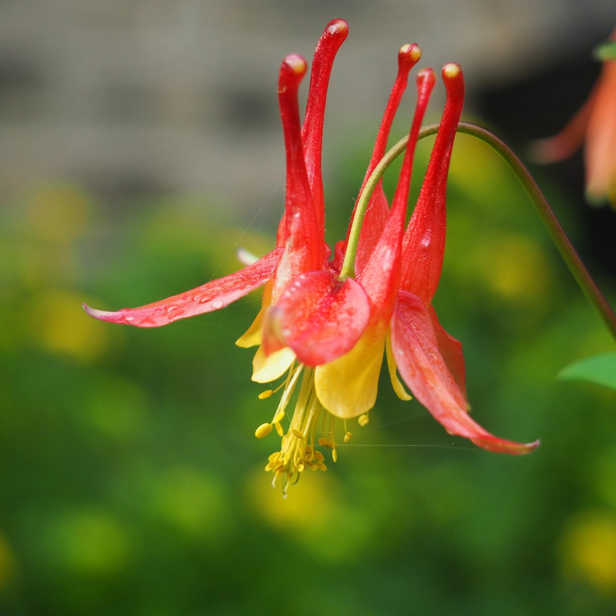 Blue Thumb tweet media