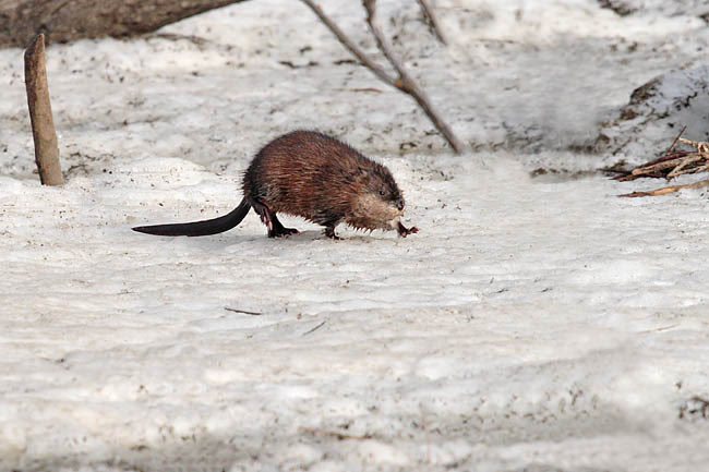 Muskrat a cattail connoisseur ⁦<a href="/hww_ffdp/">Hinterland Who's Who | Faune et flore du pays</a>⁩ ⁦<a href="/Beaverhills_AB/">TheBeaverHills</a>⁩ ⁦<a href="/FieraBiological/">Fiera Biological</a>⁩ ⁦<a href="/taprootyeg/">Taproot Edmonton</a>⁩ ⁦<a href="/VintageEdmonton/">Vintage Edmonton</a>⁩ ⁦@apihtawikosisan⁩ ⁦<a href="/RiverValleyPark/">RiverValleyAlliance</a>⁩ ⁦<a href="/YEGRiverValley/">YEG River Valley</a>⁩