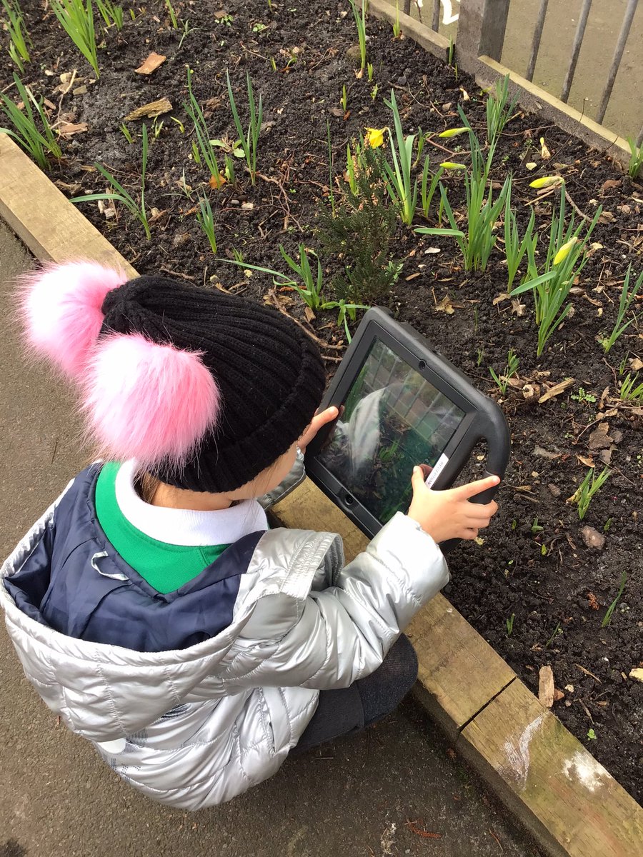 BVPSRecp's tweet photo. The children took iPads outside to take their own photos of the daffodils #bvpseyfs #bvpscomputing https://t.co/3HcuNzPhPF
