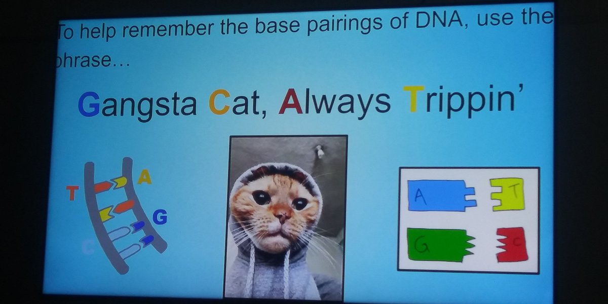 antho_dc's tweet photo. Learning about DNA and- https://t.co/3rYJWp9qlX