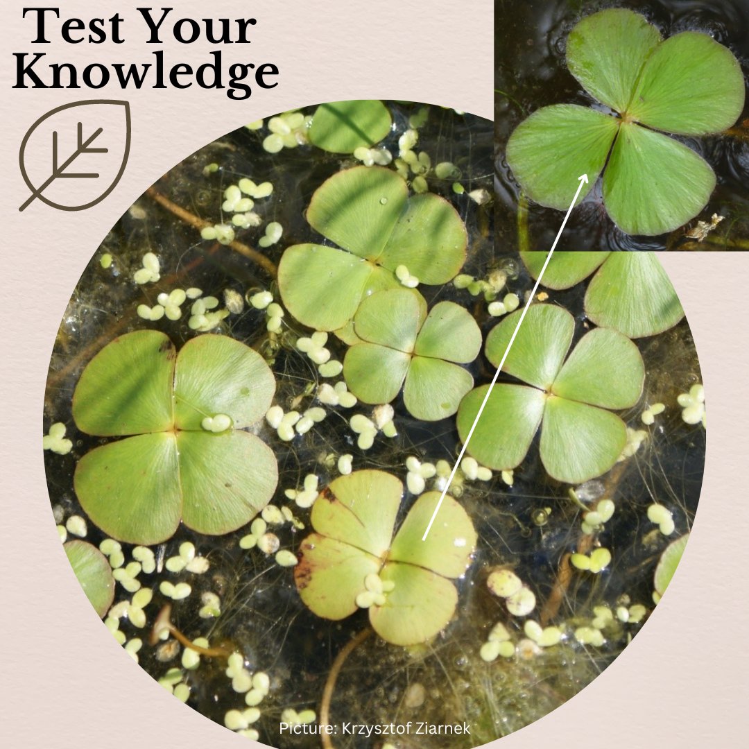 NEAPMS1's tweet photo. ๐Feeling lucky today with your #plant ID? ๐ If your lake has this, you may not be so lucky!๐ What aquatic plant am I? - Check out our other social media channels for hints!
#lakes #apms #neapms #weeds #wednesday #aquaticplants #aquatic #macrophytes #plantidentification https://t.co/DYF2ZLk4Hb