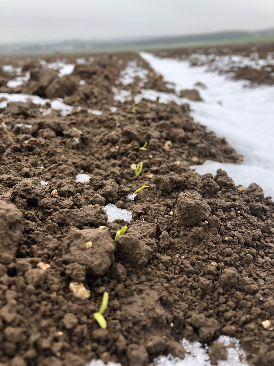 A peine, elles viennent de naître qu’elles ont déjà vu la neige ❄️ les #betteraves <a href="/GroupeFDesprez/">Florimond Desprez</a> 🥶