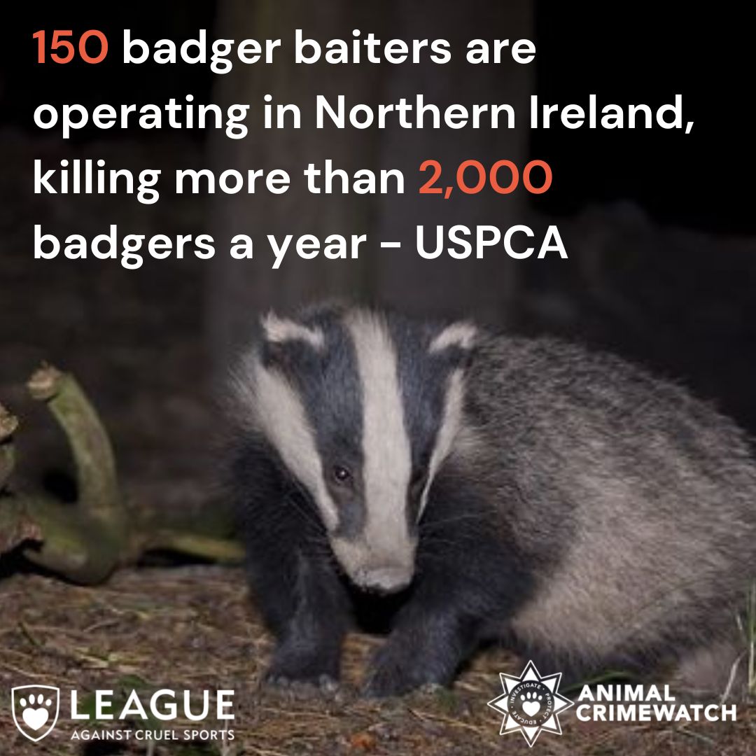 The League attended the @USPCA_Official, #EndBadgerCruelty event in Stormont yesterday for the launch of their #BadgerBaiting in NI report. The report highlights the cruelty involved and why more action is needed to #EndBadgerBaiting. 

Read the report➡️leagueacs.co.uk/753ac