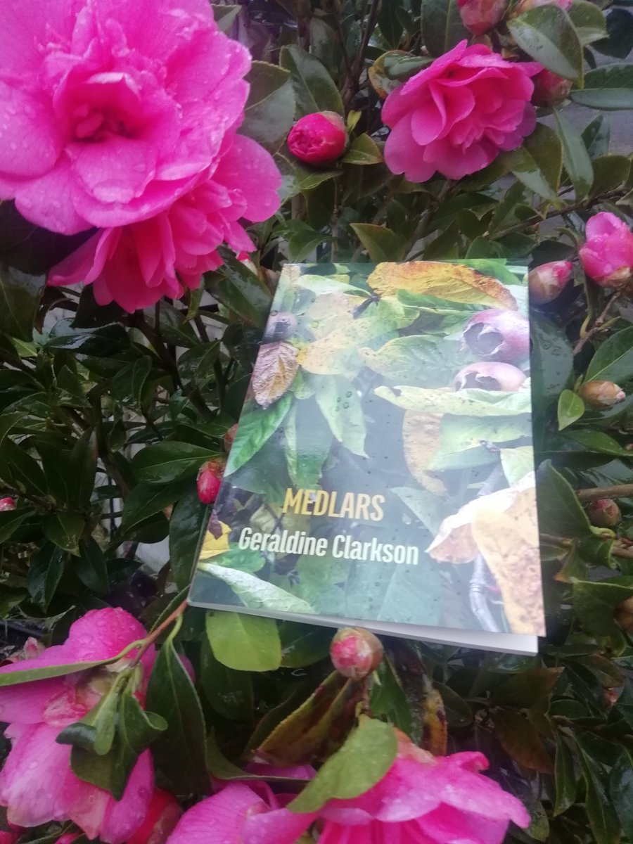 Good Morning and happy #InternationalWomensDay2023 to all. It's all about the balance and support! How wonderful that <a href="/GBClarkson/">Celandine</a> 's #MEDLARS meddled its way through the slush and wind on our beautiful pink #clematis Congratulations GB and <a href="/ShearsmanBooks/">Shearsman</a> 🍃🎉🎊👏💚