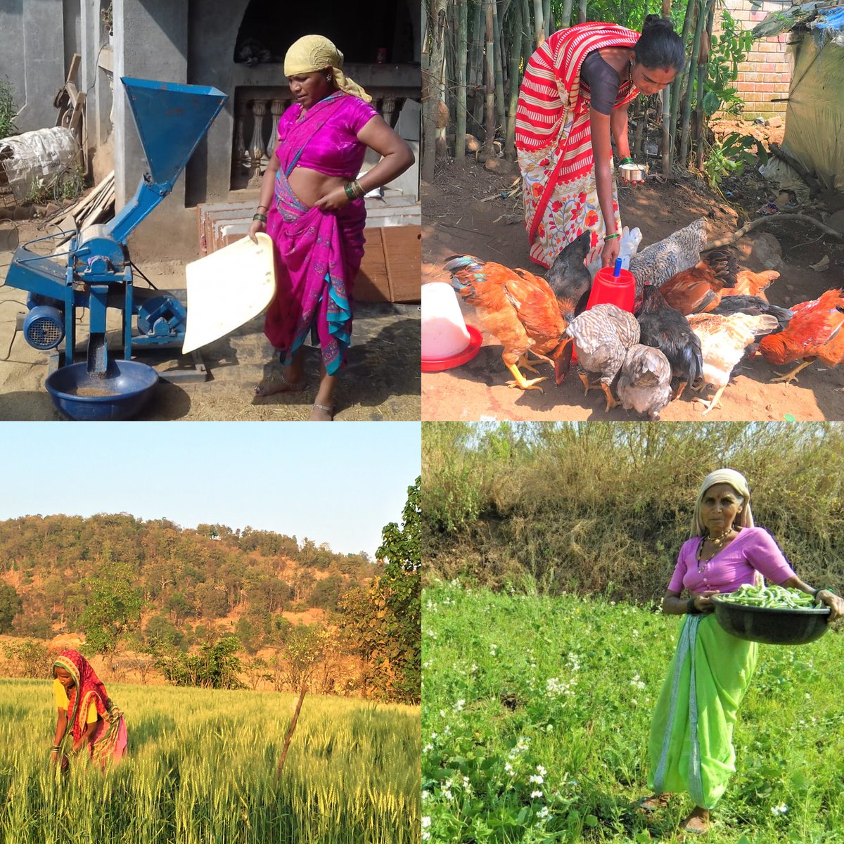 We're celebrating #InternationalWomensDay by encouraging the active participation of women's in Science. Bridging the #GenderGaps in #Agriculture & #FoodSystems through  #genderinclusion is most important. 

#ClimateSmartVillageProgram
#IWD23 @BISA__India @CIMMYT @CGIARgender
